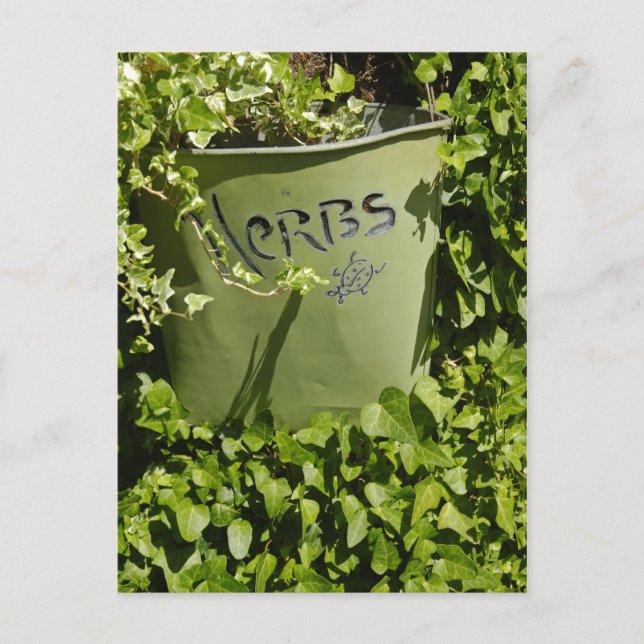 Carte Postale Pot d'herbe et lierre (Devant)