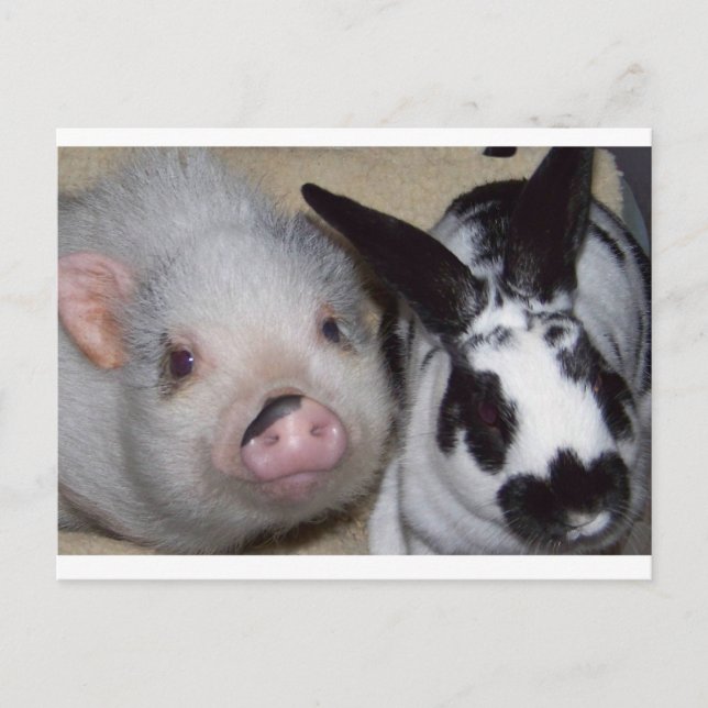 Carte Postale Potbelly Cochon et ami (Devant)