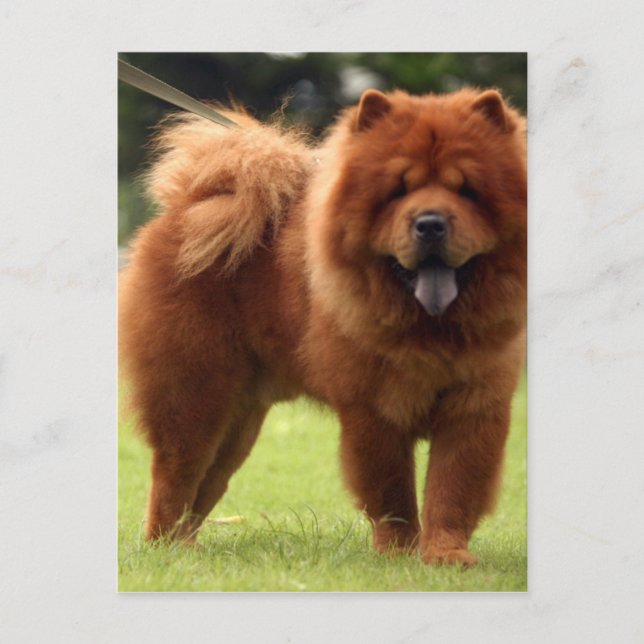 Carte Postale Pots de Chien Chow Chow (Devant)