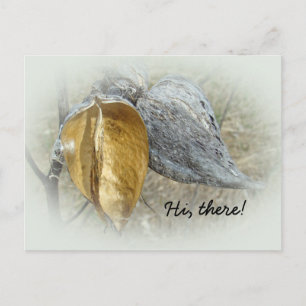 Carte Postale Pots de Milkweed