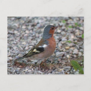 Carte Postale Poubelle Buchfink