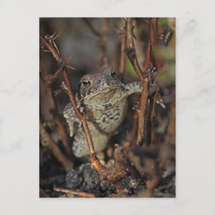 Carte Postale Pouce vers le bas