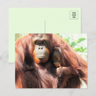 Carte Postale Pouce vers le haut Orangutan maman et bébé
