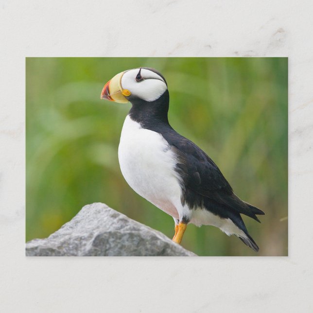 Carte Postale Pouffin à cornes (Fratercula corniculata) (Devant)