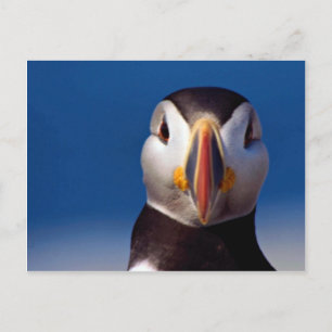 Carte Postale Pouffin de l'Atlantique de Machia Island, Maine, U