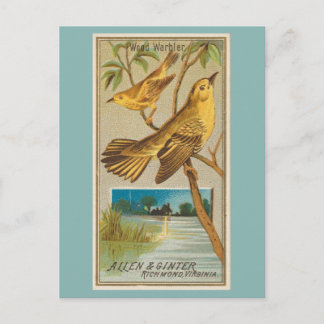 Carte Postale Pouillot siffleur