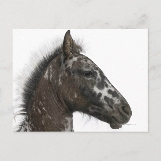 Carte Postale poulain croisé entre un Appaloosa et un (Devant)