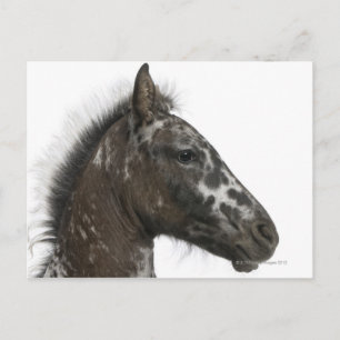 Carte Postale poulain croisé entre un Appaloosa et un