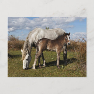 Carte Postale Poulain du cheval de Camargue avec sa mère