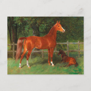 Carte Postale Poulain et châtaignier dans le pré   Hans Haag