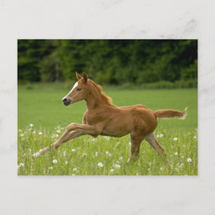 Carte Postale Poulains de la galopie