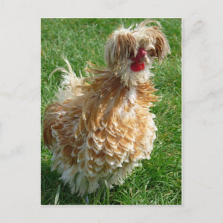 Carte Postale poule