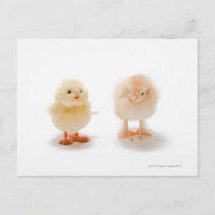Carte Postale Poule de bébé et fausse poule mécanique
