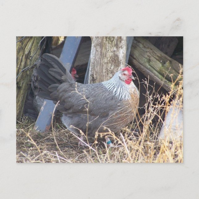 Carte Postale Poule Dorking argentée à plumage libre (Devant)