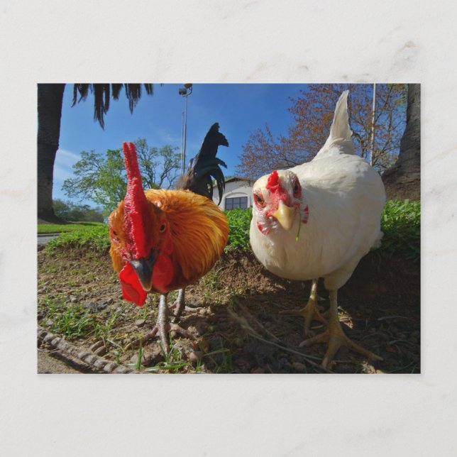 Carte Postale poule et coq (Devant)