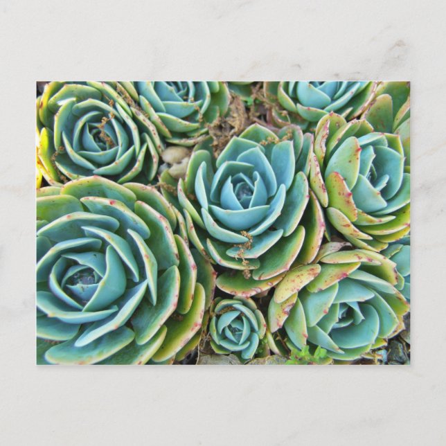 Carte Postale Poules et poules (Devant)