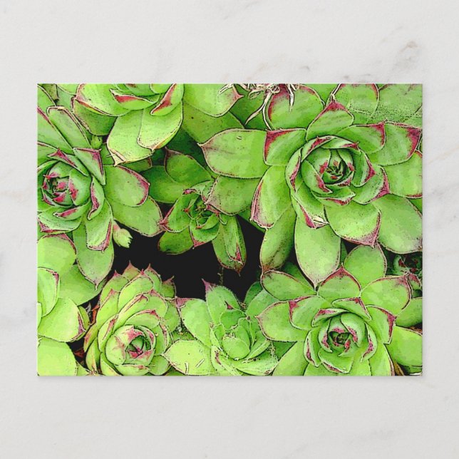 Carte postale poules et poulets (Devant)