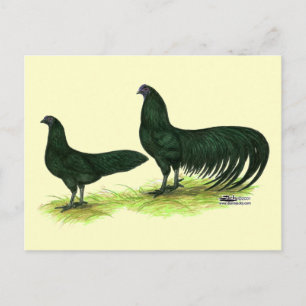 Carte Postale Poules Sumatra Black