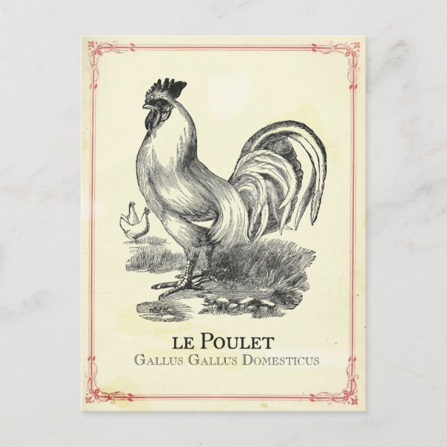 Carte Postale Poulet (Devant)