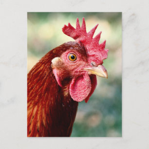 Carte postale poulet
