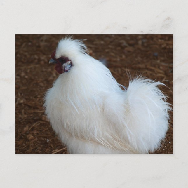 Carte Postale Poulet blanc en soie (Devant)
