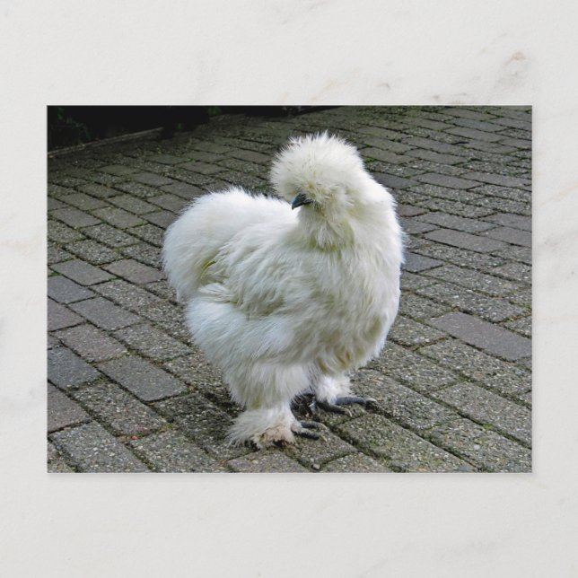 Carte Postale Poulet blanc Silkie Photo (Devant)