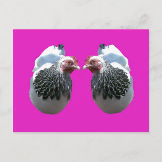 CARTE POSTALE POULET DUO SUR MAGENTA