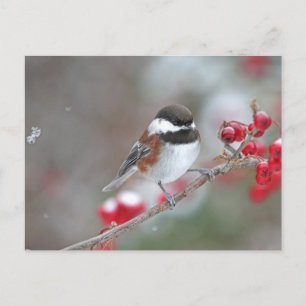 Carte Postale Poulet en chute de neige avec baies rouges
