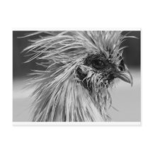 Poulet en silkie humide en colère