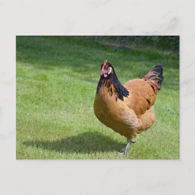 Carte Postale Poulet noir et or Vorwerk Photo (Devant)