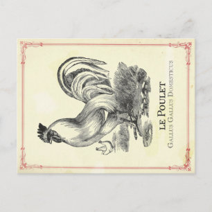 Carte Postale Poulet Poulet