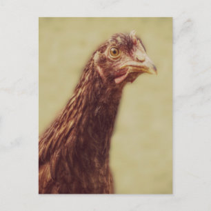 Carte Postale Poulet rouge de Rhode Island - Photo poulet