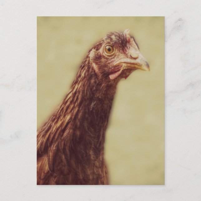Carte Postale Poulet rouge de Rhode Island - Photo poulet (Devant)