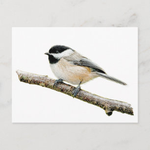 Carte Postale Poulet sur la branche