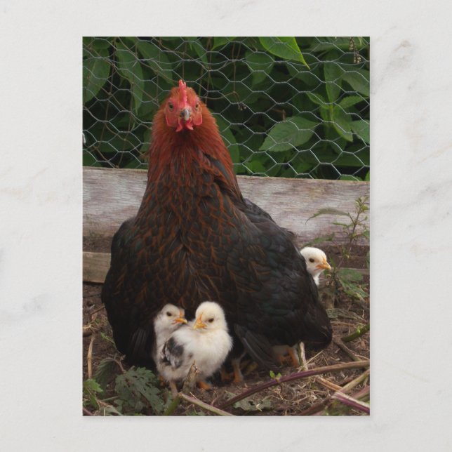 Carte postale Poulets (Devant)