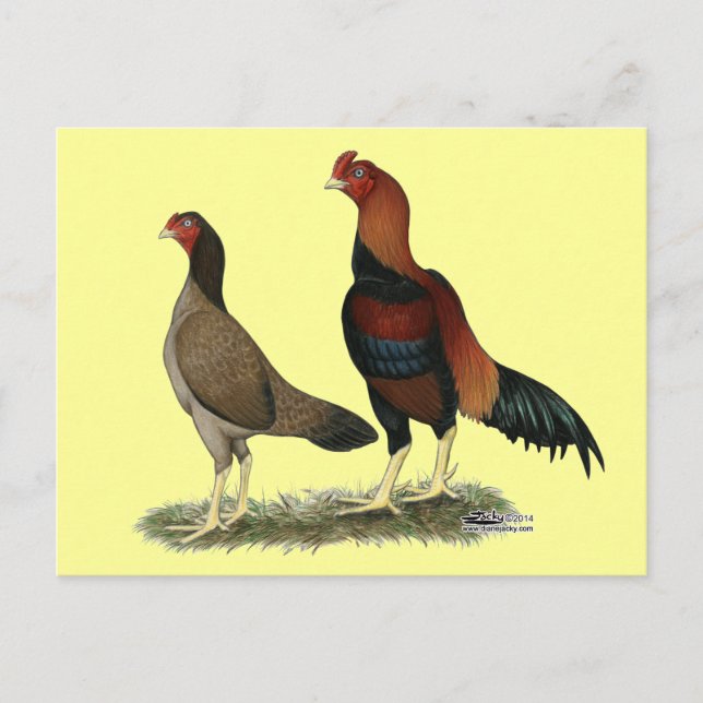 Carte Postale Poulets à roue d'Aseel (Devant)