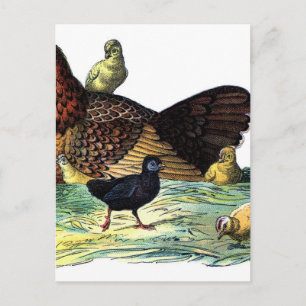 Carte Postale Poulets Animaux Vintage