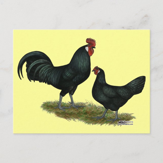 Carte Postale Poulets Augsburger (Devant)