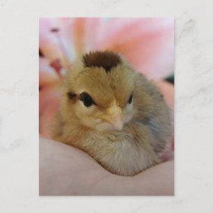 Carte Postale Poulets de bébé adolescent dans ma main