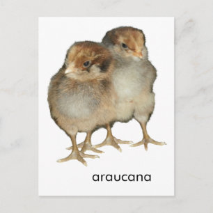 Carte Postale Poulets de bébé araucana poulets ornithologie oise