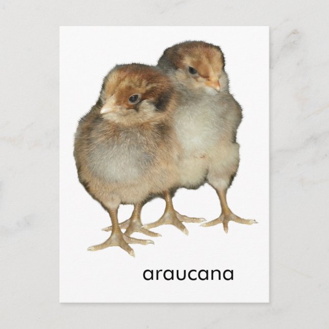 Carte Postale Poulets de bébé araucana poulets ornithologie oise (Devant)