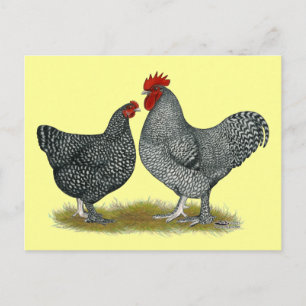 Carte Postale Poulets de Maline