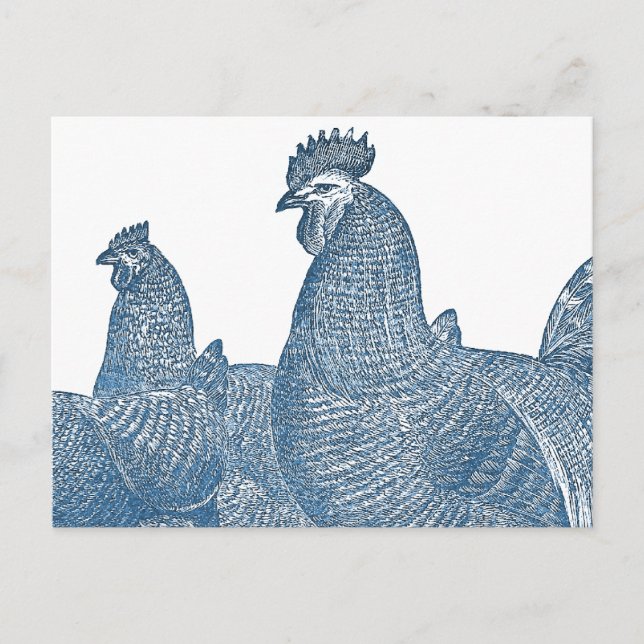 Carte Postale Poulets de roche de Plymouth Poules de coq bleu an (Devant)