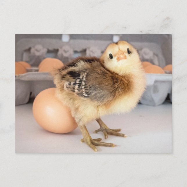 Carte Postale Poulets et oeufs précieux pour bébés (Devant)