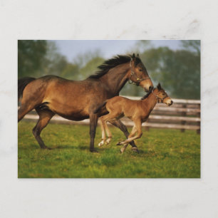 Carte Postale Poulinière Alezan Pur Sang et poulain