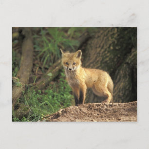 Carte Postale Poupe Renard Rouge devant la tanière (Vulpes vulpe
