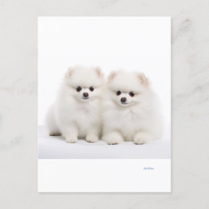 carte postale pour chien
