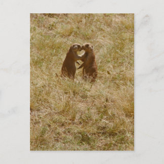 Carte postale pour chien de mignonne praire