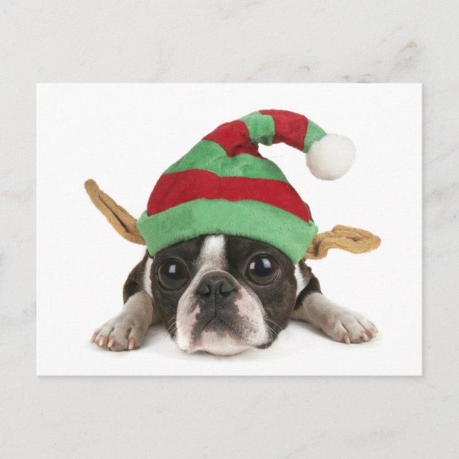 Carte postale pour elfe amusant (Devant)