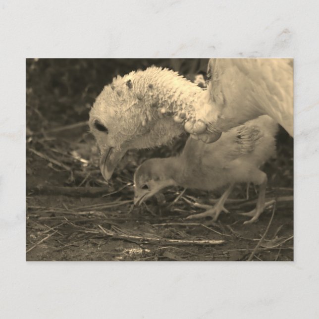 Carte Postale Pour en savoir plus - (Devant)